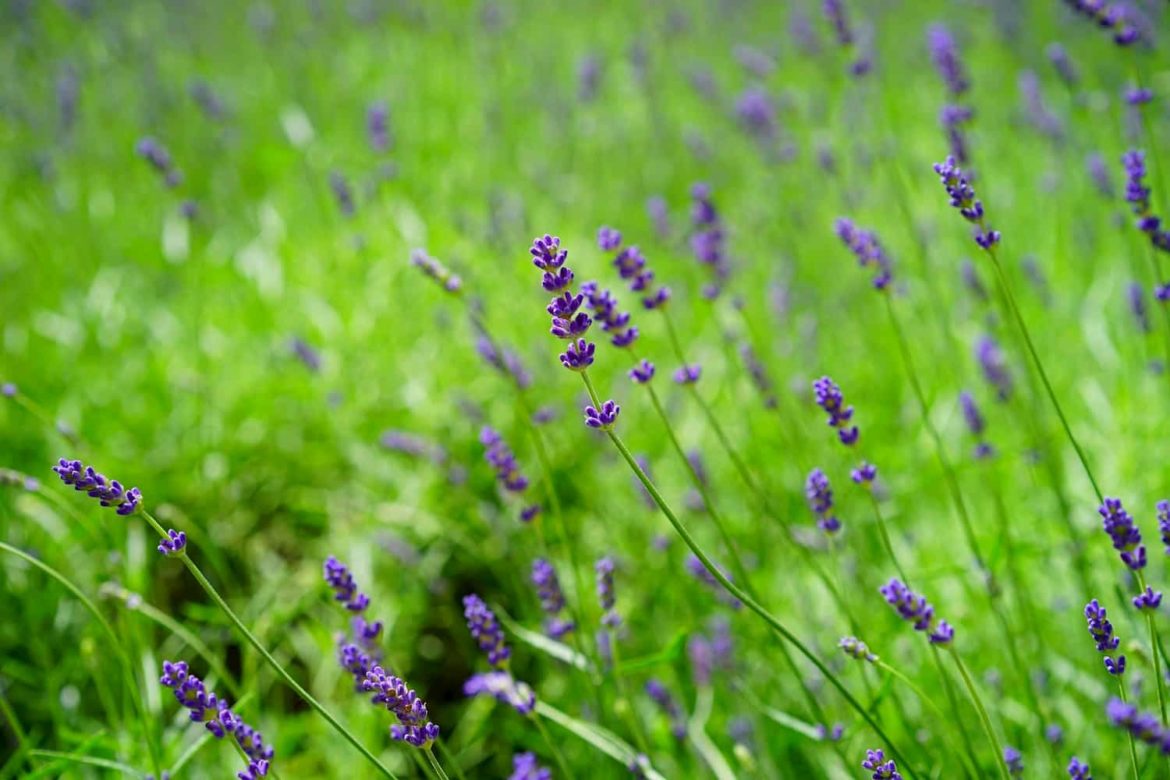 Huile Essentielle De Lavande Aspic (LAVANDULA LATIFOLIA SPICATA Sfl. Espagne (BIO)) U2013 La