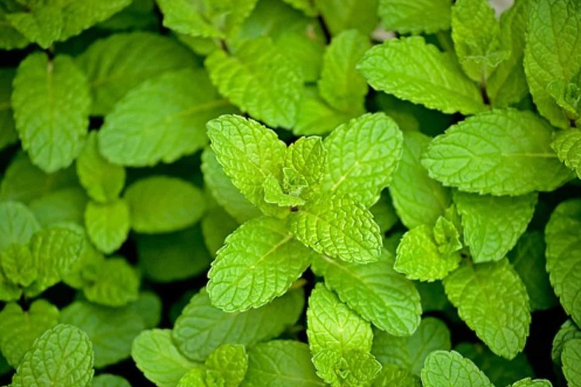 Huile Essentielle De Menthe Poivrée (Mentha Piperita) - 100% Pure Et Naturelle