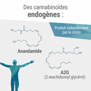 Des cannabinoïdes endogènes produits naturellement par le corps